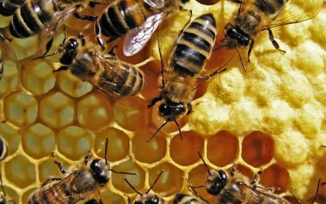 工蜂產的卵怎么處理