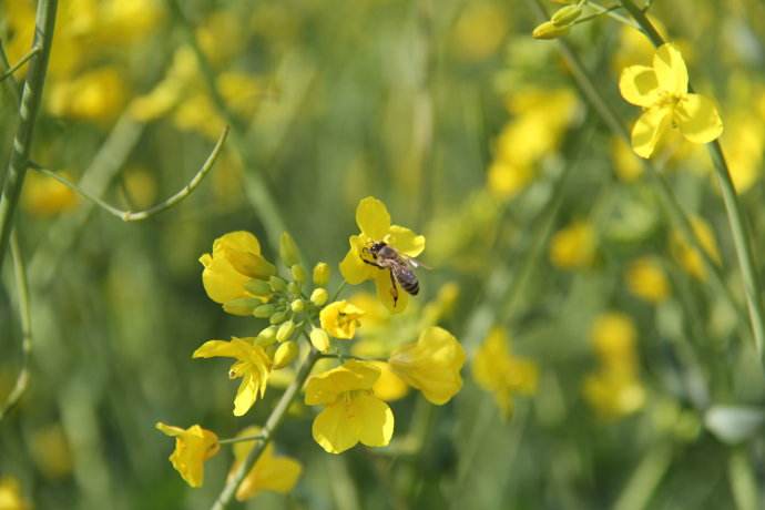 【蜜蜂知識】新手養(yǎng)蜂不能貪婪這兩樣?xùn)|西