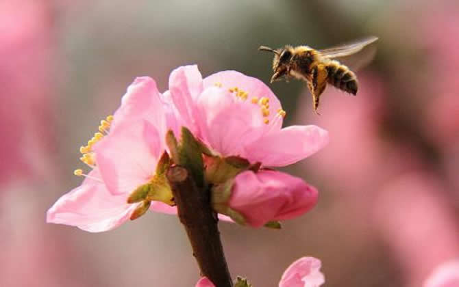 急造王臺出的蜂王能要嗎？