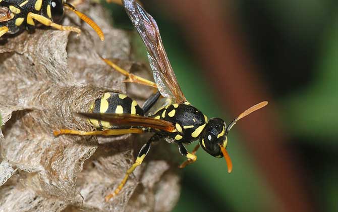 晚上捅完馬蜂窩馬蜂去哪了（把馬蜂窩捅了馬蜂還會回來么）