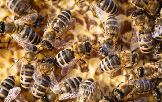 自然分蜂和人工分蜂哪個(gè)好（人工分蜂方法）