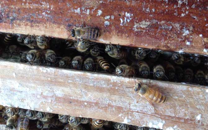 蜜蜂秋繁怎么管理（蜜蜂秋繁管理技術）
