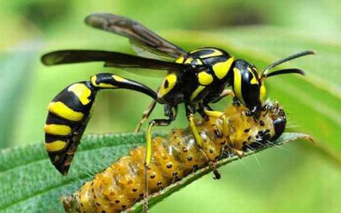 細(xì)腰蜂的分布地區(qū)（家里有細(xì)腰蜂是怎么回事）