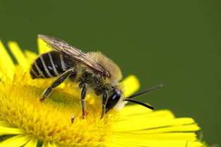 蜂王與工蜂的相同點(diǎn)是什么（蜂王跟蜜蜂有什么區(qū)別）