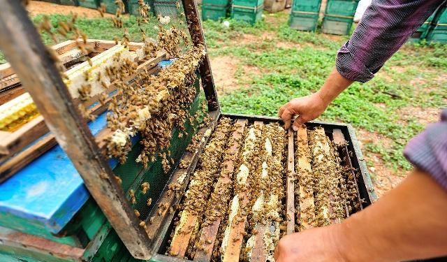 蜜蜂多少錢一箱