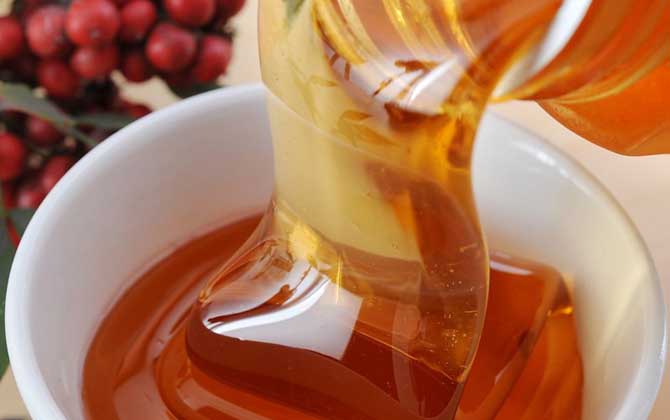 五倍子花有蜜嗎（五倍子蜜）