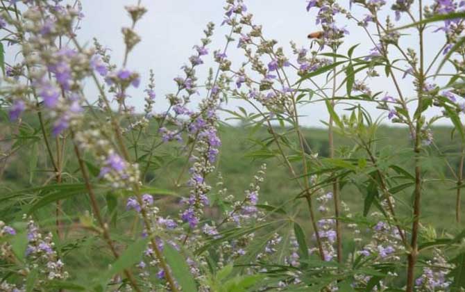 荊條泌蜜期多長（荊條什么時候開花）
