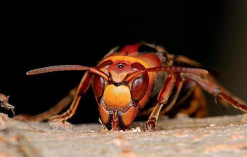 牛角蜂蟄了會(huì)不會(huì)死人（被牛角蜂蟄了的危險(xiǎn)嚴(yán)重程度）