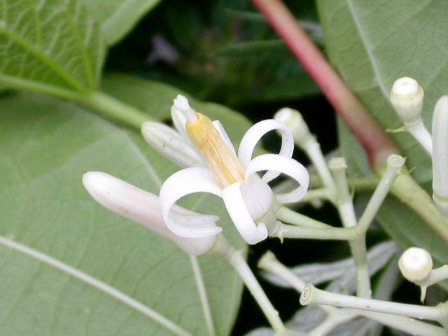 南方蜜源植物產蜜量排行榜(細數南方的蜜源植物有哪些)