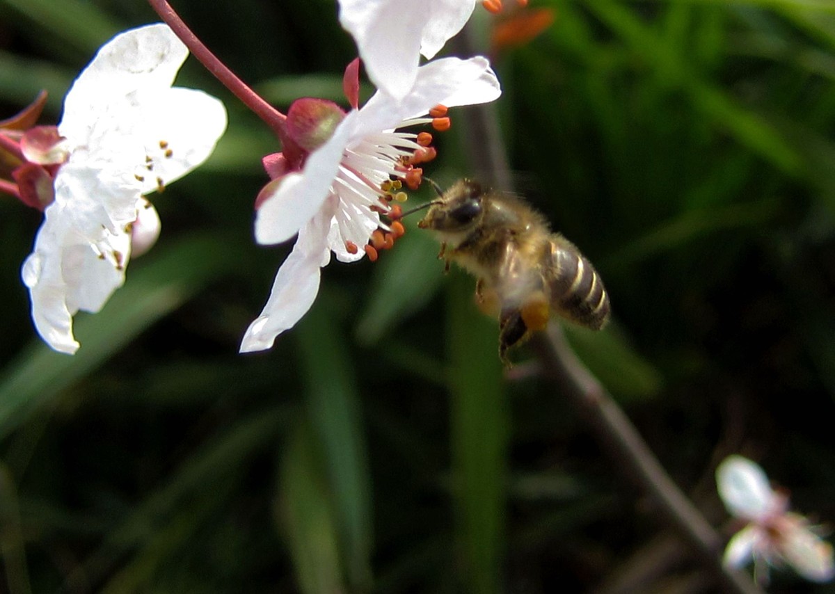樓頂養(yǎng)蜂需要什么條件（樓頂養(yǎng)蜂注意事項(xiàng)）