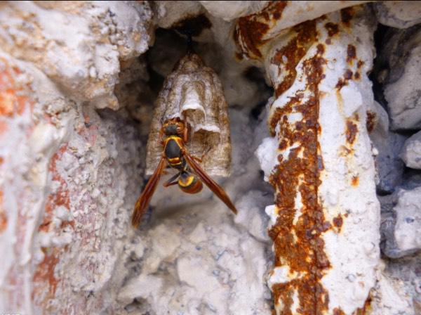 馬蜂是什么毒素（馬蜂的毒素是什么成分）