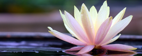 荷花什么季節開花（荷花的開花時間和產蜜情況）