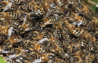 蜂王不產卵工蜂不出勤是什么原因（外界有蜜源，蜂王不產卵，工蜂不采蜜，飼喂不存蜜是什么問題）