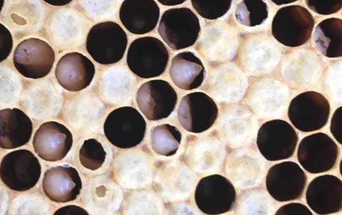 阿壩中蜂易感染什么病（中蜂一般會(huì)得什么病）