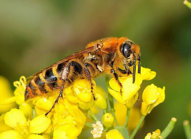 蜂王的特點有哪些？
