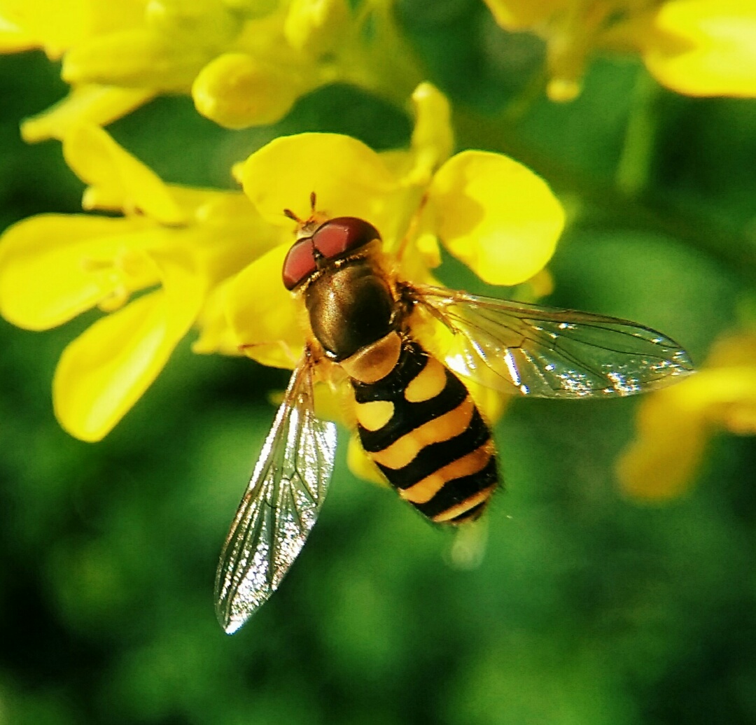 阿壩中蜂王個頭大?。ㄔ趺幢鎰e中蜂阿壩王）