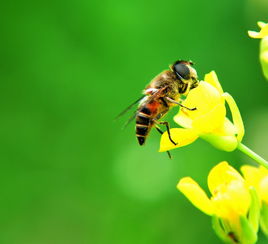 吃蜂蛹過(guò)敏怎么辦（常見的急救方法）