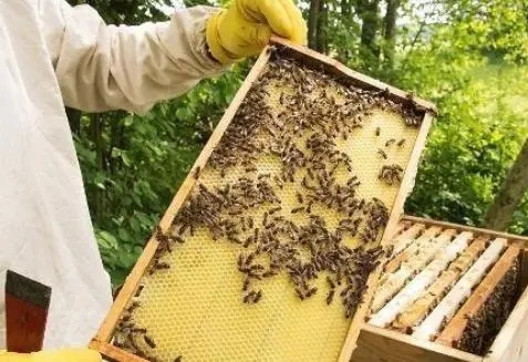 蜜蜂幼蟲(chóng)漿水少是什么原因（蜜蜂數(shù)量越來(lái)越少是什么原因）