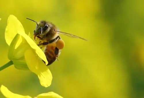 沒有王的蜜蜂會(huì)是什么樣（蜜蜂沒有王會(huì)不會(huì)飛走）