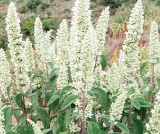 什么植物流蜜最多（流蜜時間最長的植物有哪些）