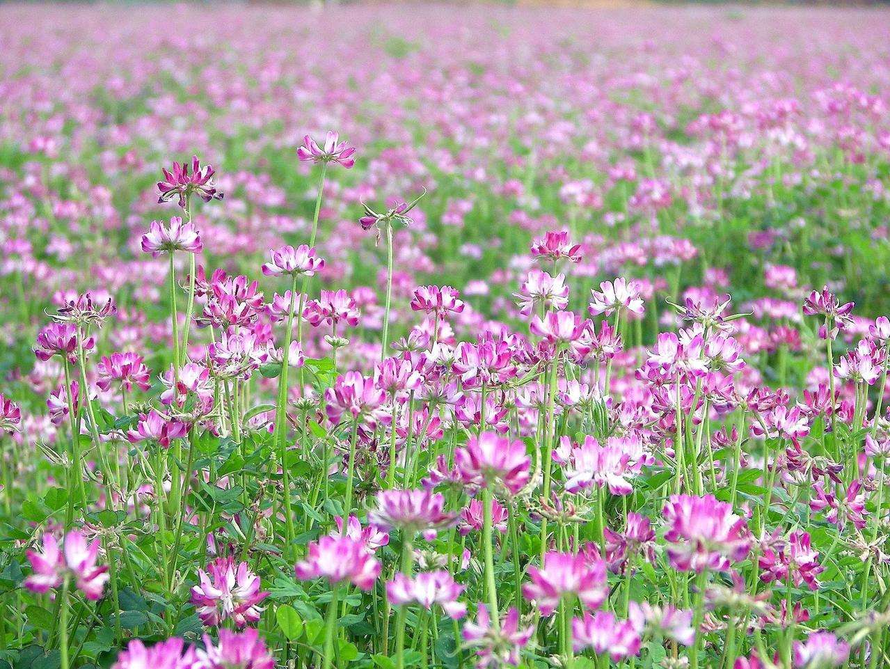 紅花草是紫云英嗎（紫云英和紅花草的區別圖片）