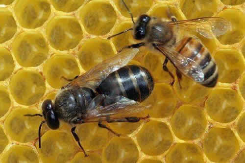 殺死蜂王蜜蜂會怎么樣？(其他蜜蜂怎么辦？會報仇嗎？)