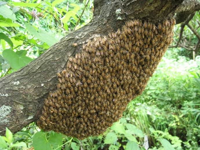 家養蜜蜂冬季怎么保暖？