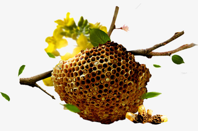 【蜜蜂知識】蜜蜂如何建造蜂巢？