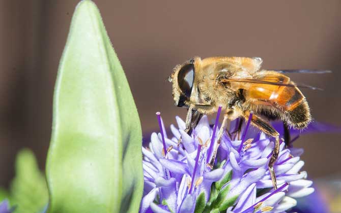 被馬蜂蟄了要觀察多久？（什么時候過危險期）