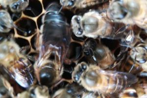 不取蜂蜜對(duì)蜜蜂好不好（中蜂養(yǎng)殖，多久取一次蜂蜜）